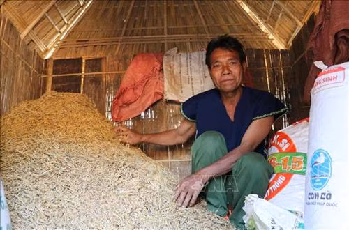 Nét đẹp văn hóa cúng kho lúa đầu năm mới của đồng bào Bahnar