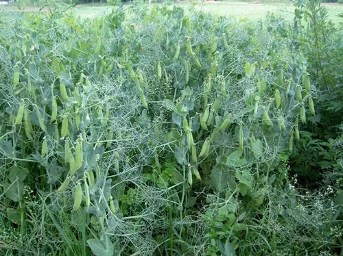 Hướng dẫn trồng và chăm sóc đậu Hà Lan cho quả sai