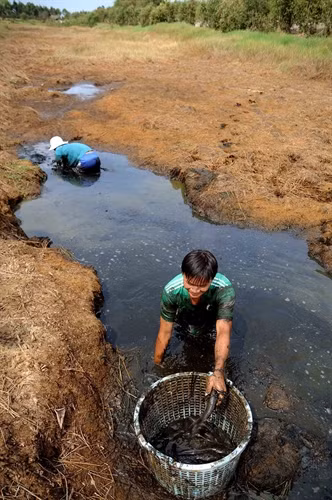 Nước mặn tấn công các khu bảo tồn ngập nước Ramsar