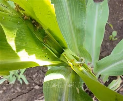 Sơn La nỗ lực khống chế sâu keo hại ngô