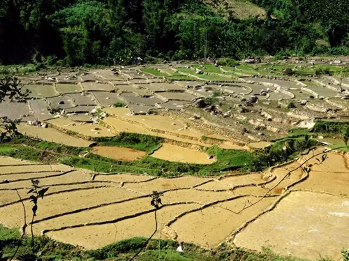 Ruộng bậc thang của đồng bào H’re Sơn Tây ở Quảng Ngãi