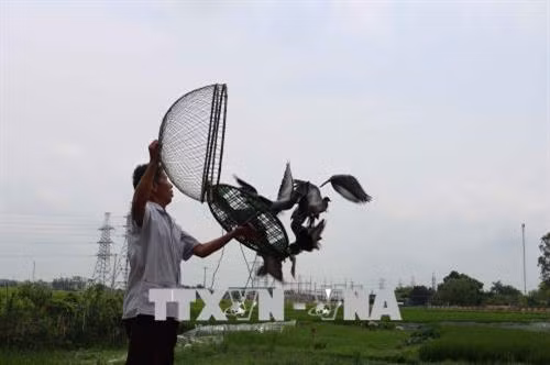 “Phóng điểu” - nét văn hóa đặc sắc của người Kinh Bắc