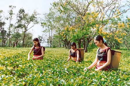 Du lịch Gia Lai trong liên kết phát triển du lịch Việt Nam - Lào - Campuchia