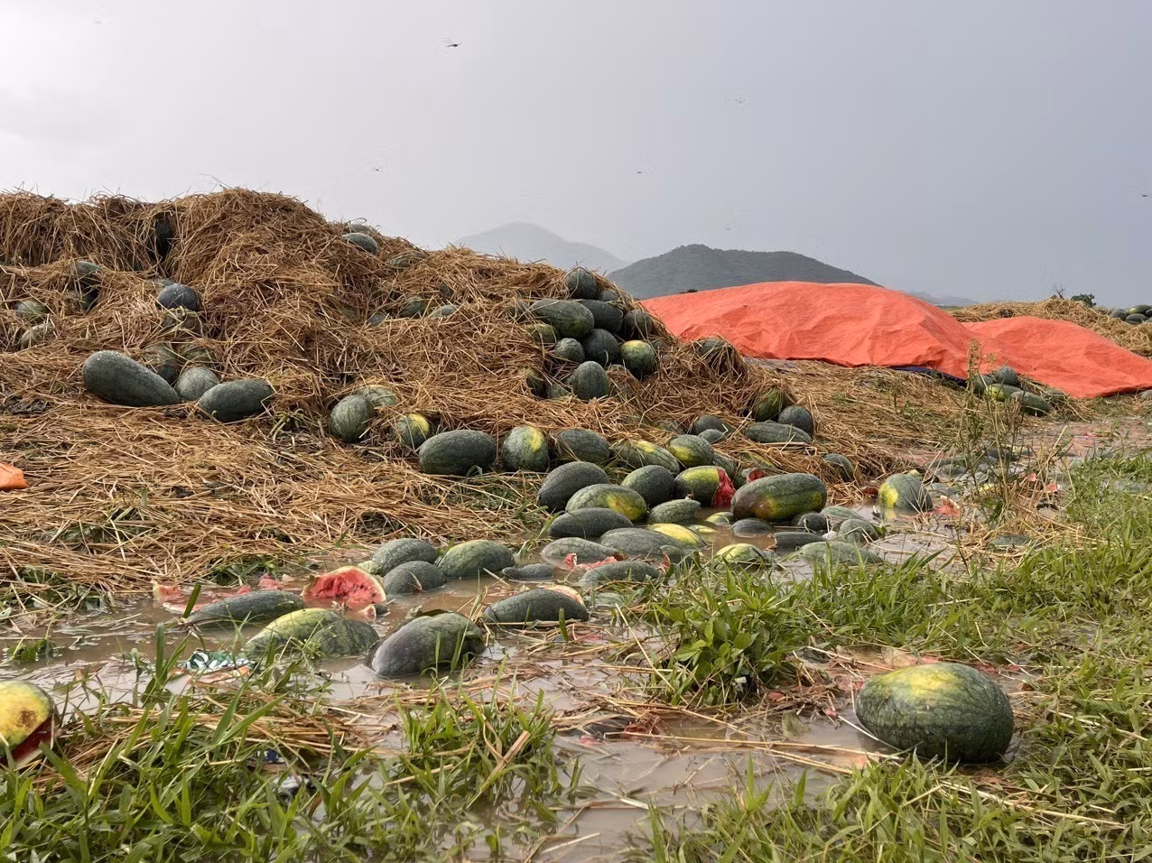 Gia Lai: Đề nghị hỗ trợ nông dân trồng dưa hấu bị thiệt hại do mưa lớn