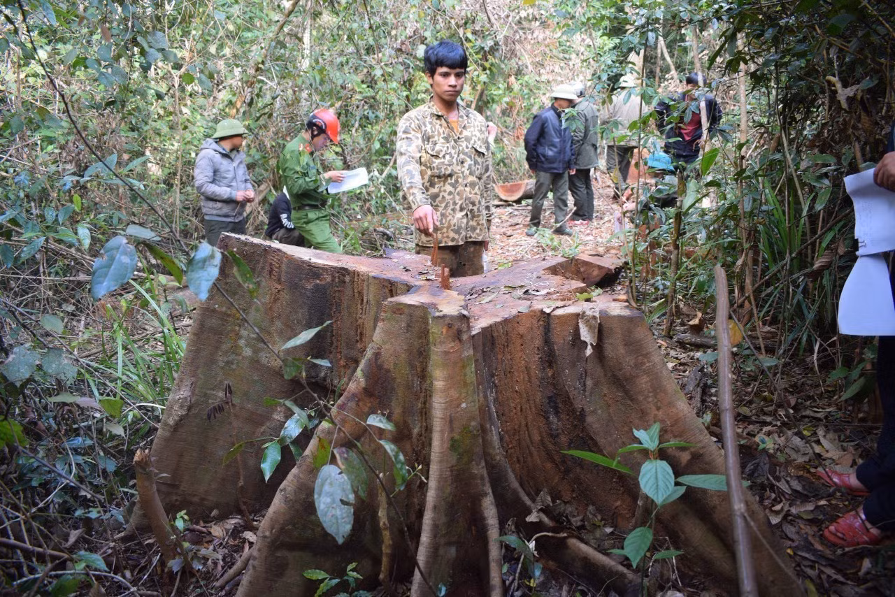 Rừng tại Gia Lai liên tiếp bị xâm hại