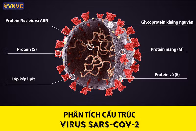 Phát hiện mới về chi tiết cấu trúc của virus SARS-CoV-2