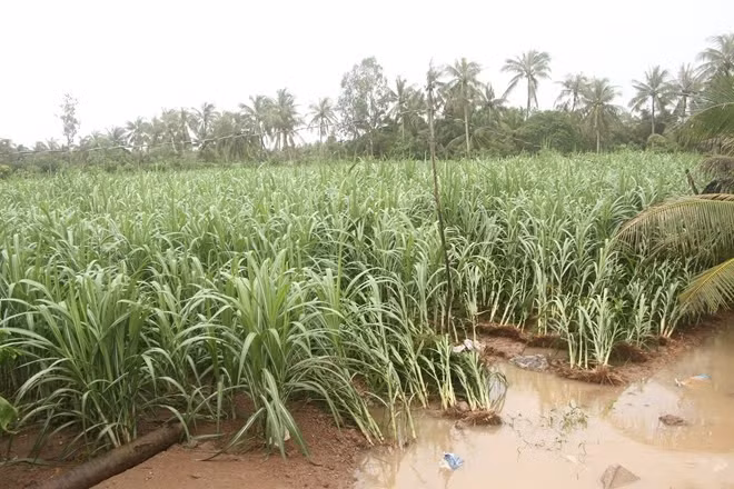 Nhiều diện tích lúa Hè Thu ở Sóc Trăng bị đổ do mưa dông