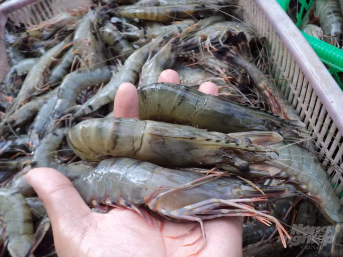 Quảng Bình dịch bệnh trên tôm nuôi diễn biến phức tạp, xảy ra thường xuyên