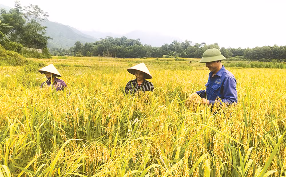Nếp “Gà Gáy” không được gặt bằng liềm hay máy mà được người dân Mỹ Lung thu hoạch từng bông bằng tay. Ảnh: lmhtx.phutho.gov.vn