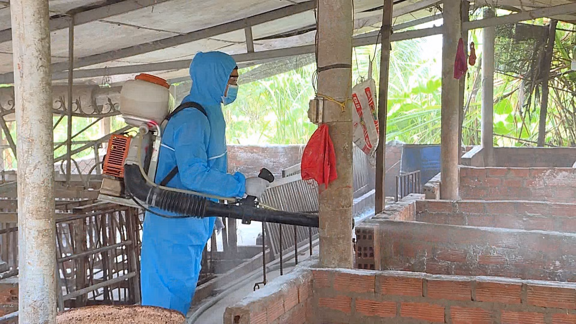 Lào Cai tập trung khoanh vùng, truy xuất nguồn gốc ổ dịch tả lợn châu Phi