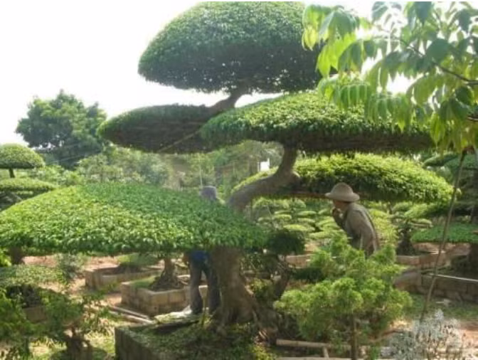 Các nghệ nhân chăm sóc cây thế ở làng cây cảnh Vỵ Khê, xã Điền Xá, huyện Nam Trực, tỉnh Nam Định. Ảnh: hoisvcvn.org.vn