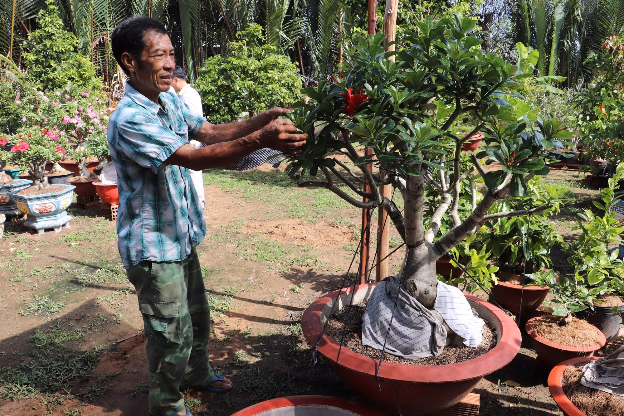 Ông Mai ghép sứ cảnh. Ảnh: Minh Trí – TTXVN