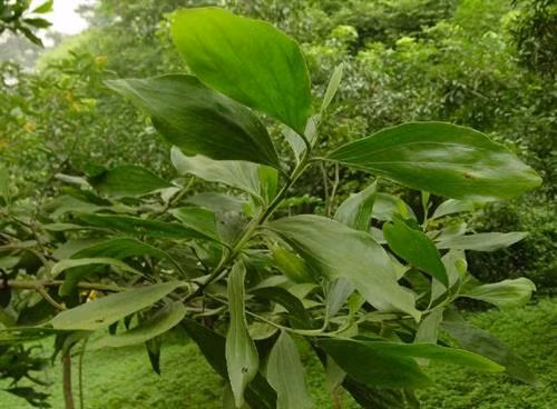 Kỹ thuật trồng Keo tai tượng