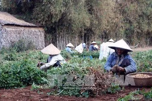 Trồng lạc giống mùa mưa cho hiệu quả cao