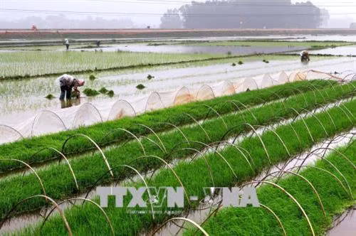 Một số giải pháp xử lý ngộ độc mặn cho cây lúa