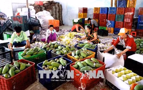 Đồng bằng sông Cửu Long và con đường phát triển nông nghiệp bền vững (Bài 3)
