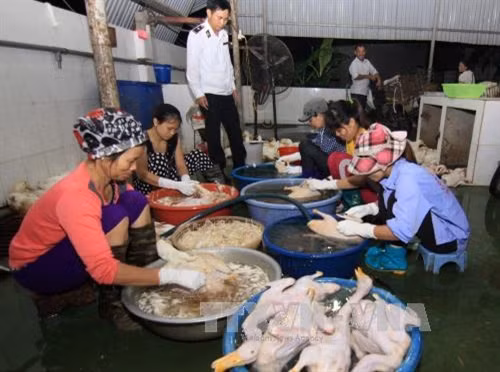 Không cho phép dùng nhựa thông trong giết mổ gia cầm