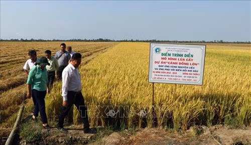 Kiên Giang khuyến cáo nông dân sản xuất lúa Hè Thu né rầy và xâm nhập mặn