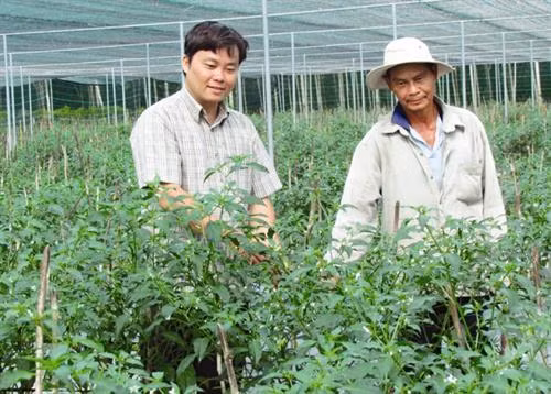 Mô hình ươm giống ớt trong nhà lưới cho hiệu quả cao