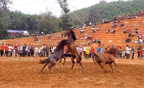 Hấp dẫn Giải đua ngựa, đấu ngựa truyền thống ở Tuyên Quang
