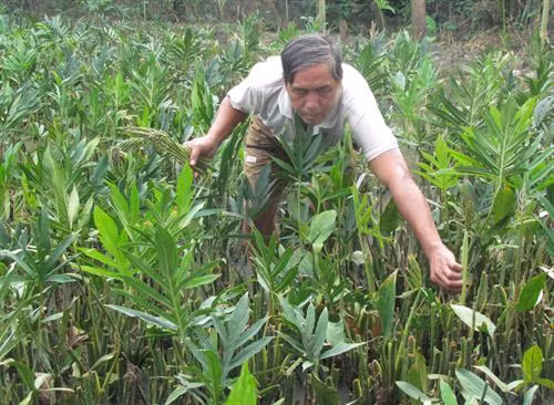 Anh Lê Văn Hoàng trồng rau móp nâng cao thu nhập 