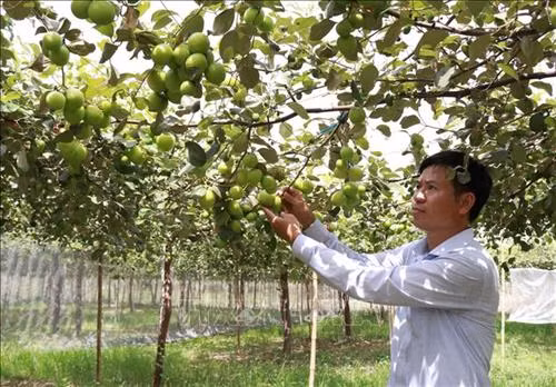 Tăng sức cạnh tranh cho sản phẩm táo tươi