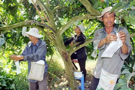 Chuyện về “biệt đội” bao trái xoài