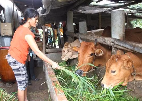 Vĩnh Long quan tâm chăm lo đời sống đồng bào Khmer