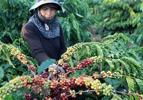 Tây Nguyên có nhiều giống cà phê vối chất lượng cao, thích ứng biến đổi khí hậu