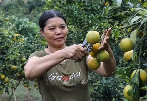 Phát triển cây cam trên vùng đất dốc ở huyện miền núi Phù Yên
