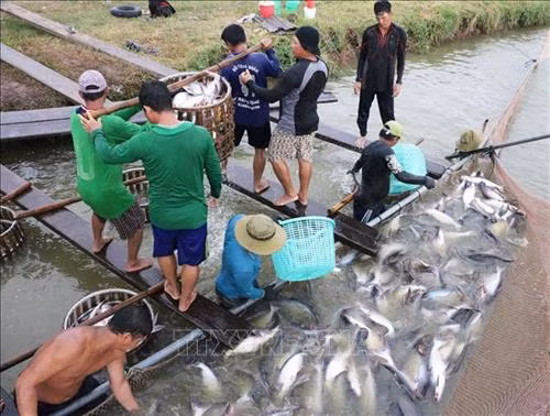 Ứng dụng công nghệ nuôi cá tra chất lượng cao ở Đồng bằng sông Cửu Long