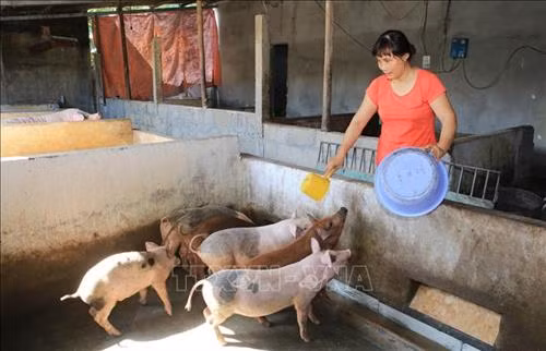 Bệnh phù thũng ở heo con