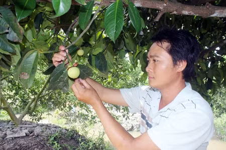 Điều khiển măng cụt ra hoa sớm