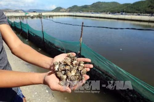 Kỹ thuật nuôi ốc hương