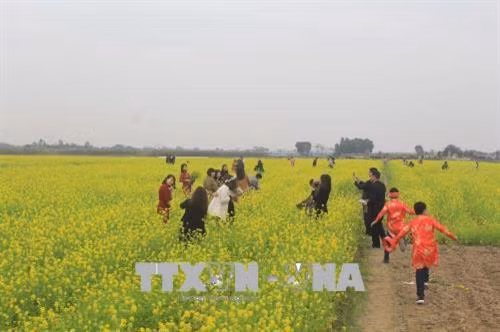 Cánh đồng hoa cải thu hút du khách về với Thanh Hóa