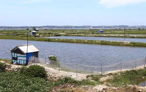 Thừa Thiên-Huế: Tôm chết chưa rõ nguyên nhân