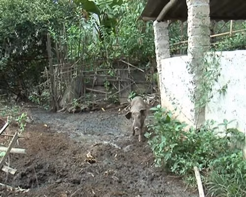 Kon Tum: Chăn nuôi tự phát gây ô nhiễm môi trường