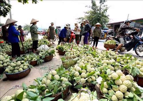 Đặc sản Na Chi Lăng - Nâng tầm thương hiệu, phát triển bền vững