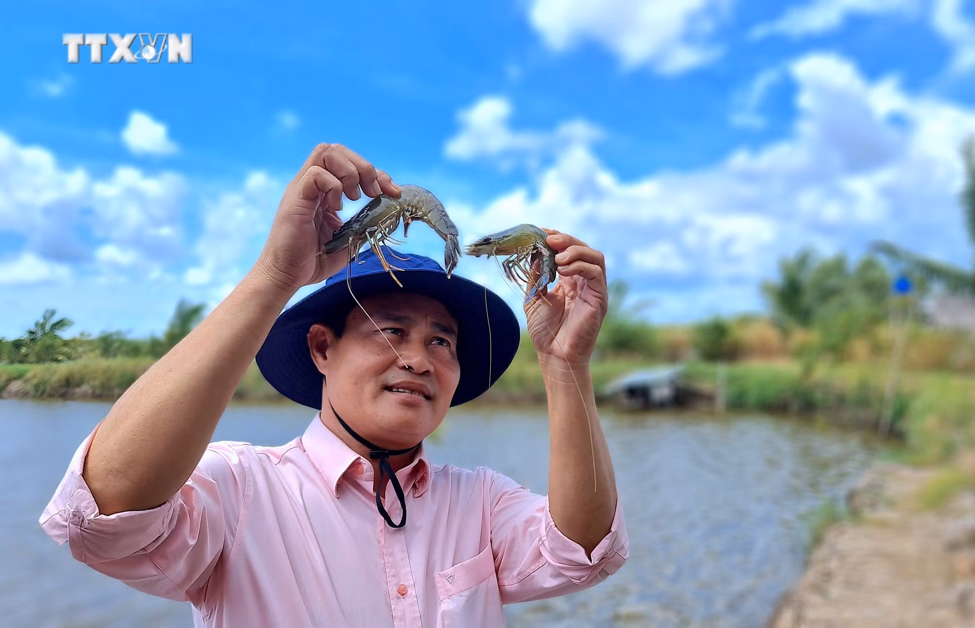 vna_potal_vung_chuyen_canh_lua_–_tom_o_ca_mau_dat_chung_nhan_quoc_te_7543950.jpg