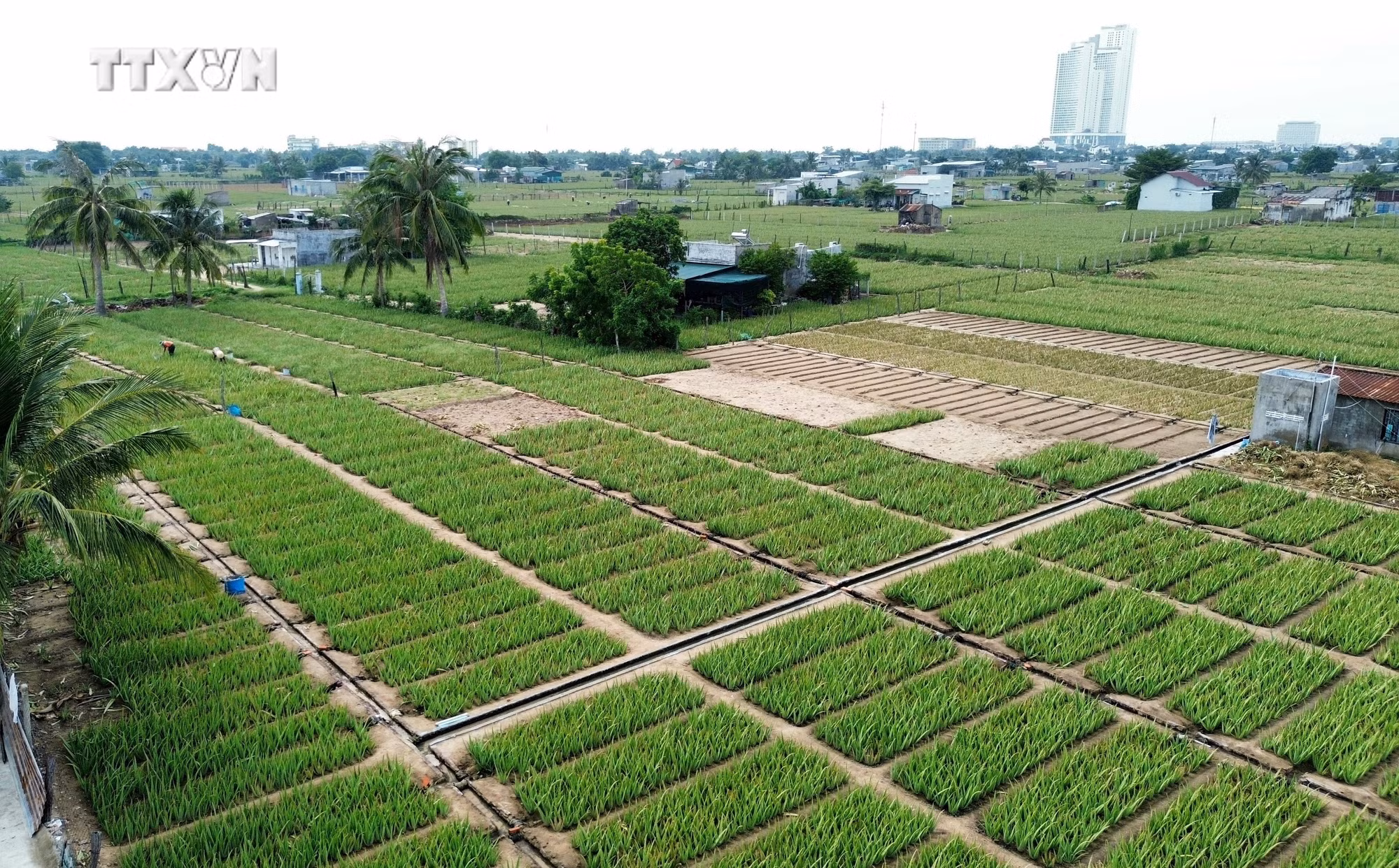 vna_potal_ninh_thuan_tap_trung_nguon_luc_cho_cong_tac_giam_ngheo_ben_vung_6998755.jpg
