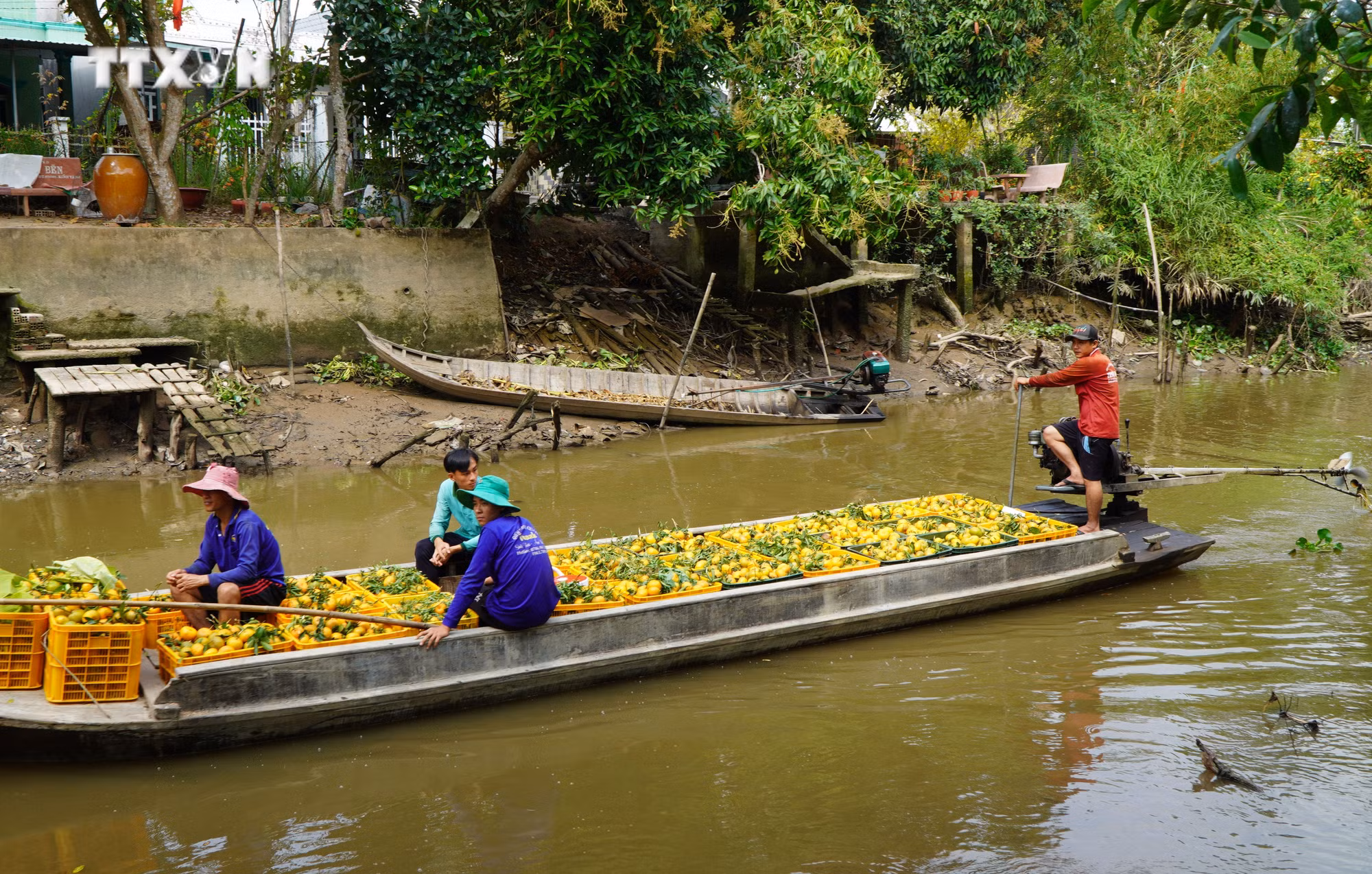 vna_potal_quyt_hong_lai_vung_dong_thap_vao_vu_thu_hoach_phuc_vu_thi_truong_tet_2024_7217221.jpg