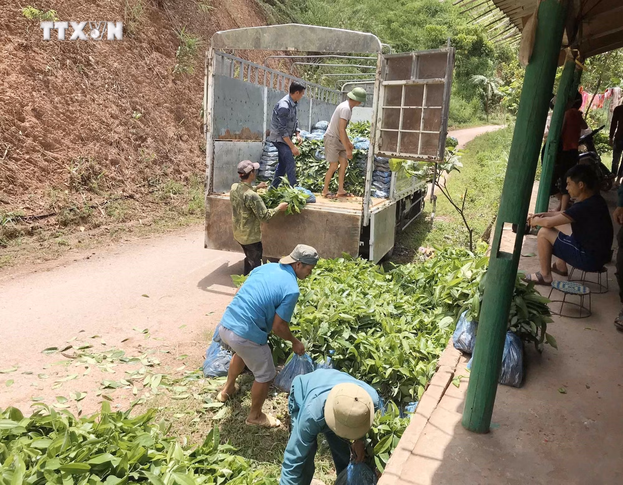 vna_potal_lai_chau_can_day_nhanh_tien_do_trong_rung_nam_2022_6237513.jpg