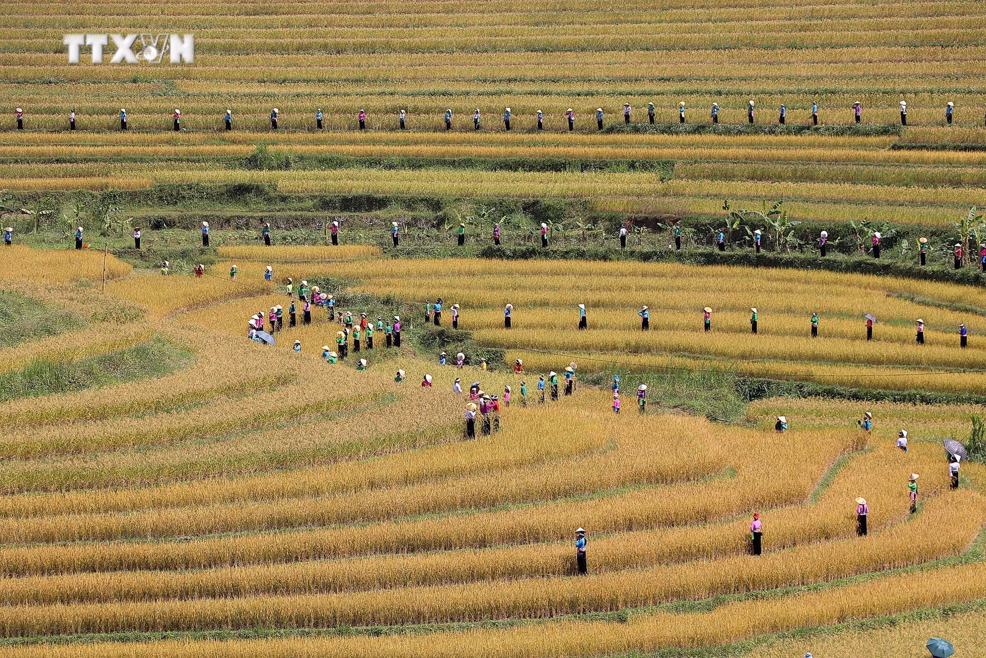 vna_potal_tung_bung_le_hoi_van_hoa_du_lich_ruong_bac_thang_mien_doi_hoa_binh__7672237.jpg