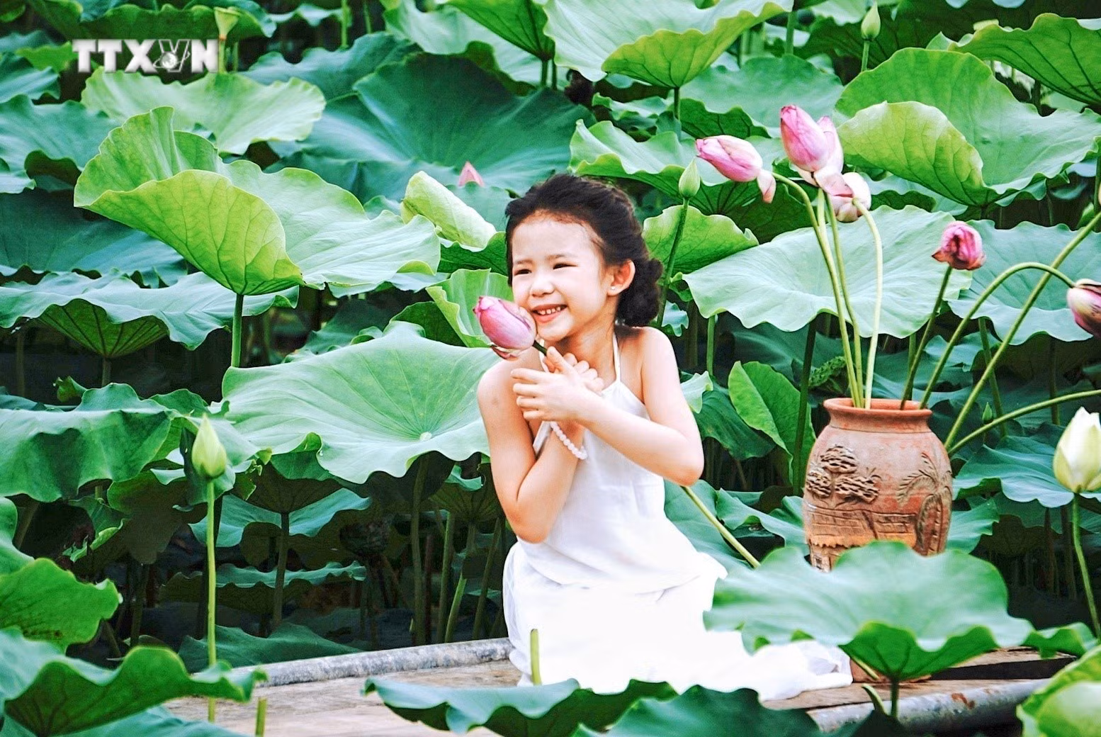 vna_potal_ngam_nhin_ve_dep_tinh_khiet_cua_hoa_sen_tay_ho_no_som_7398827.jpeg