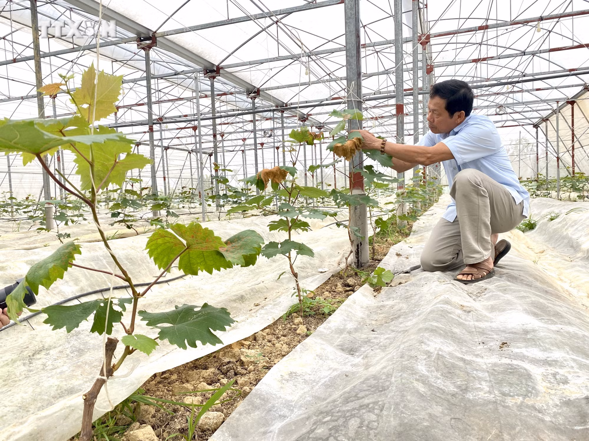 vna_potal_ha_tinh_ung_dung_cong_nghe_mang_lai_hieu_qua_kinh_te_vuot_troi_cho_nhieu_hop_tac_xa_7283376.jpg