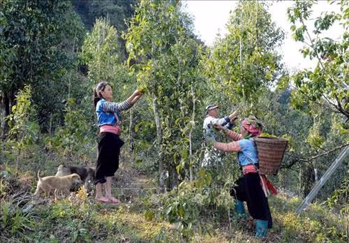 Hiệu quả vốn vay ưu đãi giúp phụ nữ dân tộc thiểu số ở Sìn Hồ phát triển kinh tế