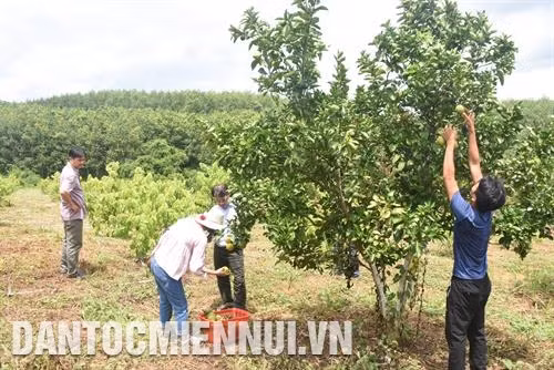 Kon Tum xây dựng hợp tác xã kiểu mới