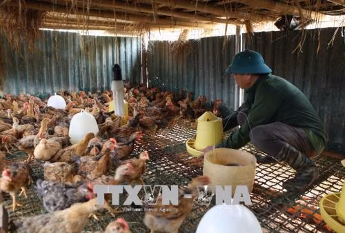 Ông Lò Văn Bóng làm giàu từ mô hình trang trại chăn nuôi kết hợp