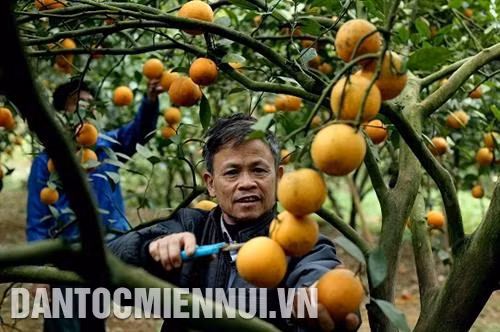 Mùa cam trên đất Cao Phong