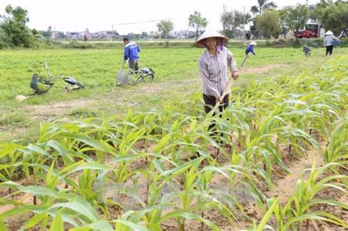 Các biện pháp kỹ thuật cần chú ý trong sản xuất cây trồng vụ đông